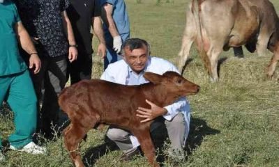 Zavot ırklarına embriyo transferi