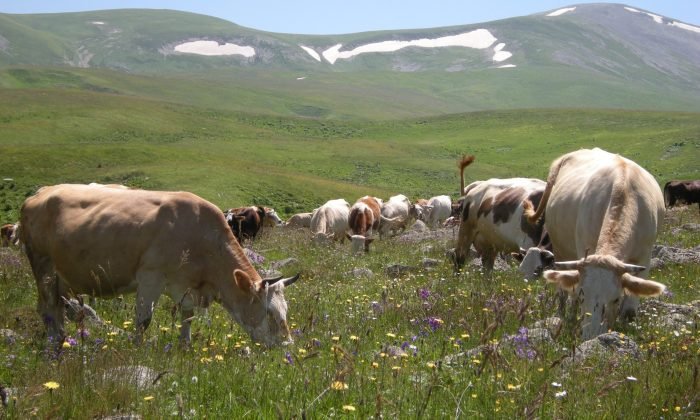 Urema yaylası görsel şölen oluşturuyor