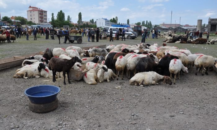 Kars’ta Kurban Pazarı Kuruldu