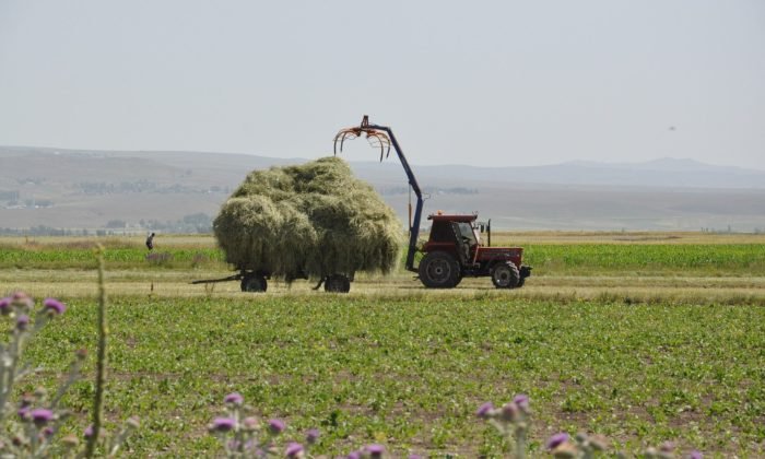 Kars’ta çiftçilerin ot biçme mesaisi başladı