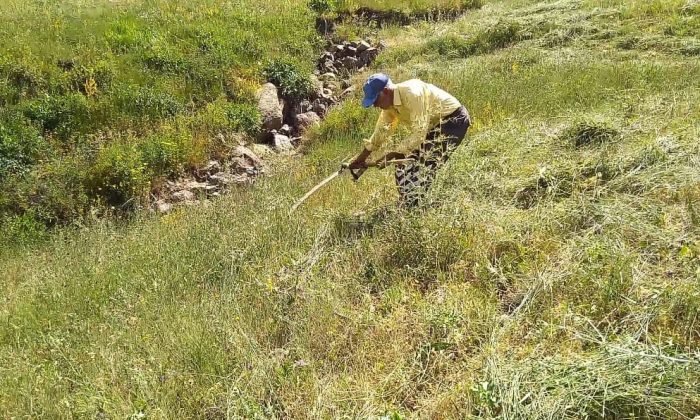 Tırpanla ot biçme geleneği kayboluyor