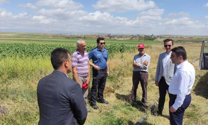 Selim’de ayçiçeği ve sılajlık mısırlar yükseliyor