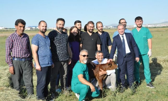 Kars’ta Beefmaster ırkı embriyoların ilk buzağıları doğdu
