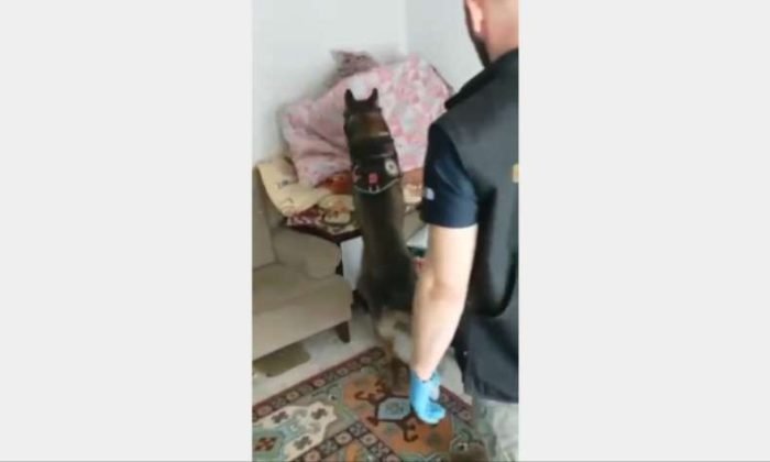 Kars’ta uyuşturucuyu narkotik köpeği Daxo yakaladı