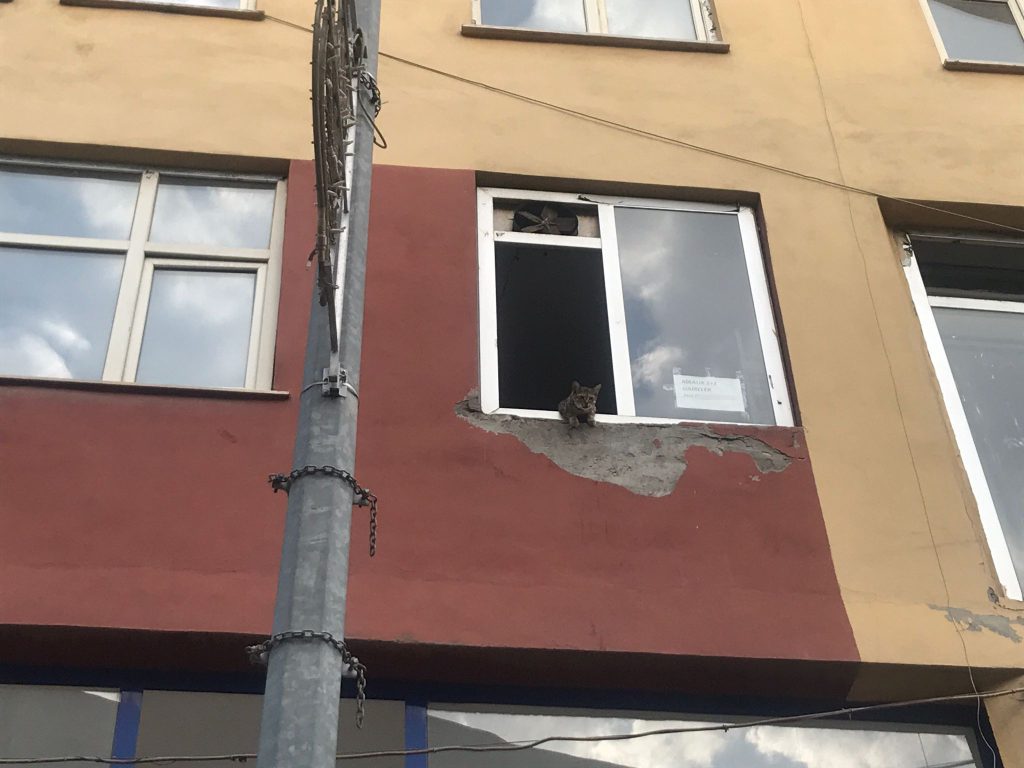 Binanın 2'nci katında mahsur kalan kediler, şaşkın bakışlar içinde kurtarılmayı bekledi 2 AW680882 01