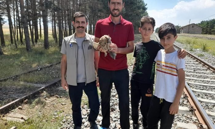Kars’ta yaralı Kulaklı Baykuş tedavi altına alındı