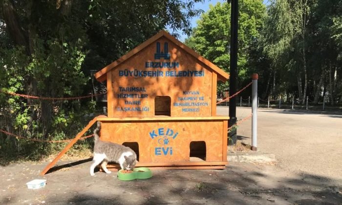 Büyükşehir il genelinde 68 noktaya kedi evi kurdu