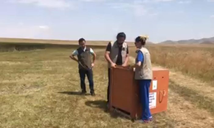 Yavru leylekler doğaya salındı