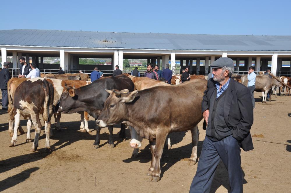 AW685372 01