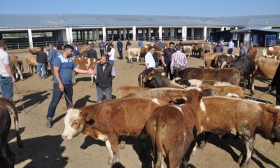 Kars’ta Hayvan Pazarları Kapatıldı | Kars GÜNDEM