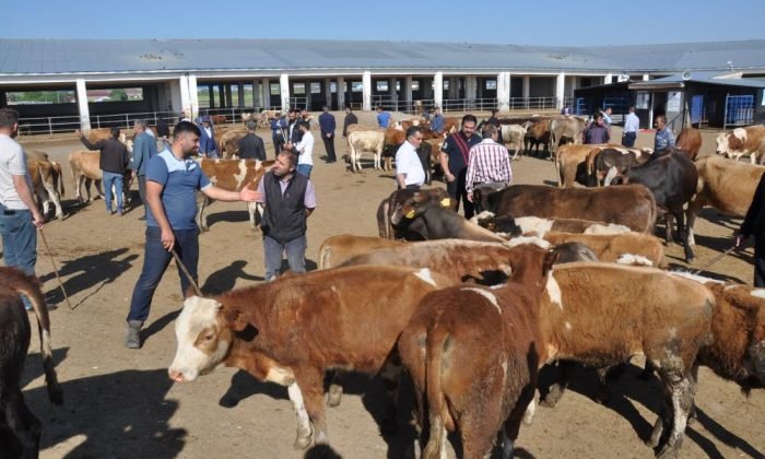 Kars’ta Hayvan Pazarları Kapatıldı | Kars GÜNDEM