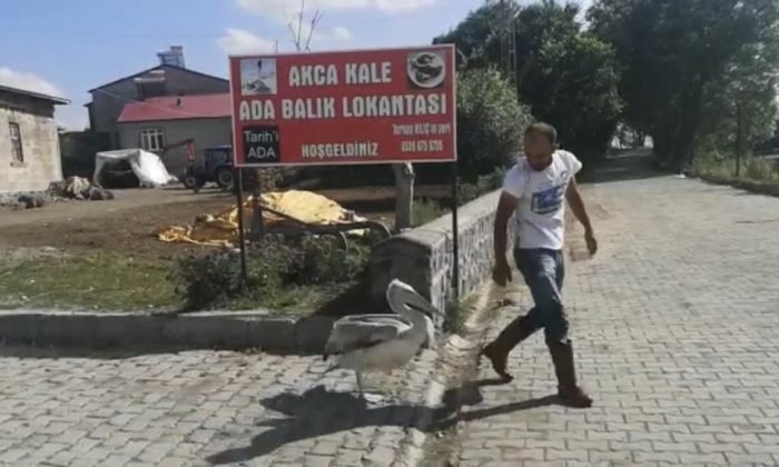 Çıldırlı balıkçı pelikanları eliyle besliyor