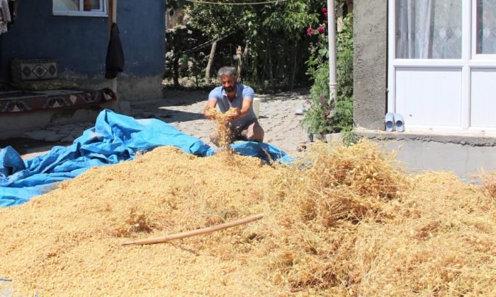 Iğdır’da nohut hasadı yapıldı
