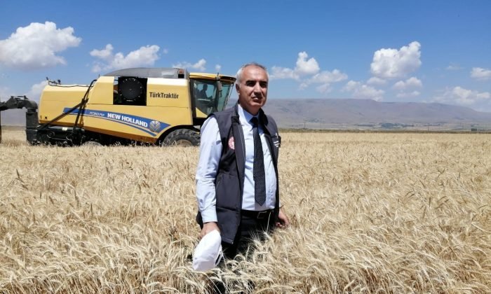 Erzurum’da buğday yüzde yüz artış gösteriyor beklenen hasat yaklaşık 300 bin ton
