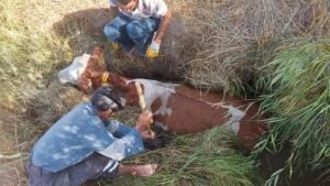 Bataklığa gömülen inek için seferber oldular 1 AW694122 01