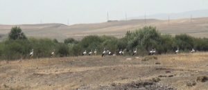 Kars'ta leyleklerin göç molası kamerada 1 AW700462 01