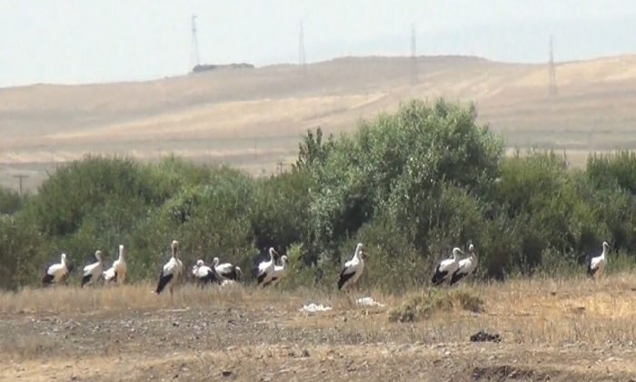 Kars’ta leyleklerin göç molası kamerada