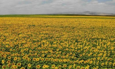 Kars’ta Tarlalar Sarıya Boyandı