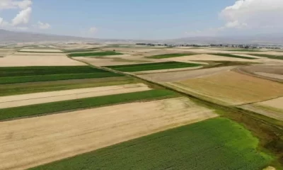Kars’ta Tarlalardan Bereket Fışkırdı | Kars Haber