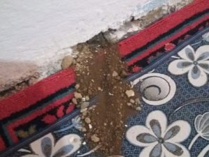 Yılanların yuva yaptığı evlerinde uyuyamıyorlar 2 AW703460 03