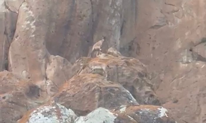 Erzurum’da nesli tükenmekte olan yaban keçileri görüntülendi