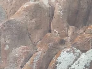 Erzurum’da nesli tükenmekte olan yaban keçileri görüntülendi 1 erzurum