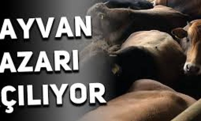 Kars’ta Hayvan Pazarları Açılıyor