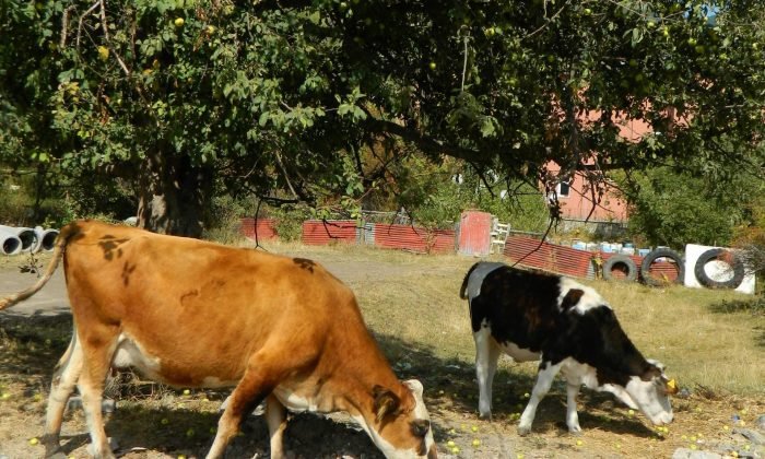 Posof’ta toplanmayan meyveler hayvanlara kaldı