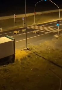 Sarıkamış’ta ayılar sokaklarda dolaşıyor 2 AW731461 02
