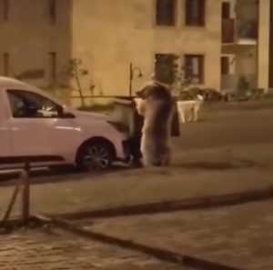 Sarıkamış’ta ayılar sokaklarda dolaşıyor 1 AW731461 03