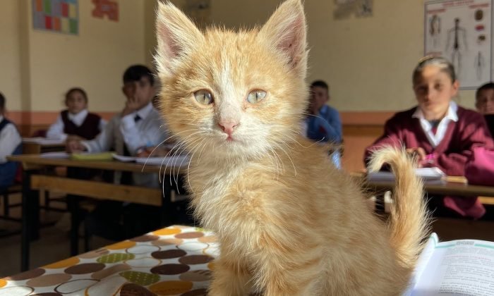 Ağrı’da öğrencilerin sahiplendiği yavru kedi ‘Mandalina’ okulun maskotu oldu
