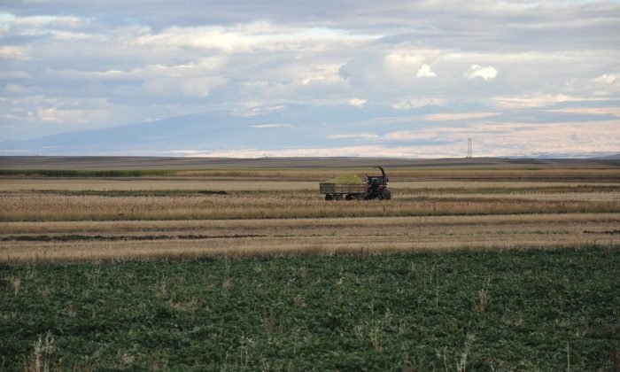 Kars’ta silajlık mısırın hasadı yapılıyor