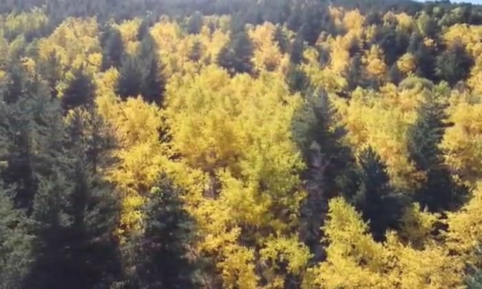 Sarıkamış ormanlarındaki renk cümbüşü havadan görüntülendi