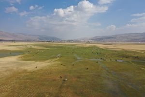 Havadan görüntülenen meralar ve beslenen hayvanlar eşsiz görüntüler ortaya çıkarttı 1 AW752361 01