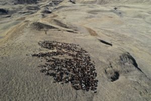 Havadan görüntülenen meralar ve beslenen hayvanlar eşsiz görüntüler ortaya çıkarttı 2 AW752361 02