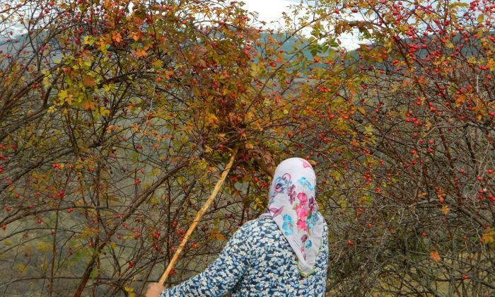 Posof’ta kuşburnu dallarında kaldı