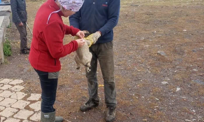 Kars’ta 21 Köyde Bin 500 Kuduz Aşısı Yapıldı