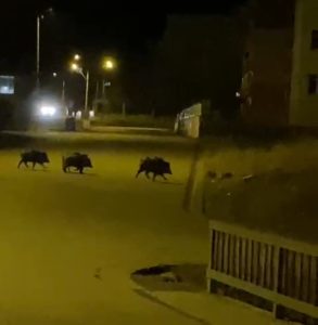 Aşkale'de aç kalan domuzlar ilçe merkezine indi 1 AW773896 01