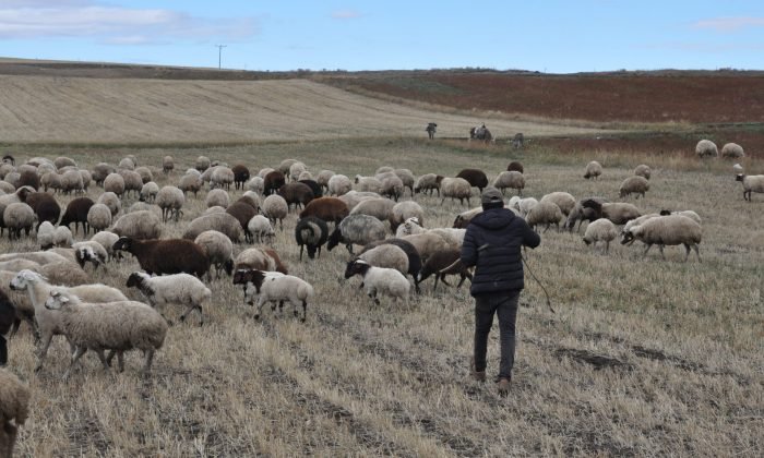 Kars’ta kar olmayınca hayvanlar meralara salındı