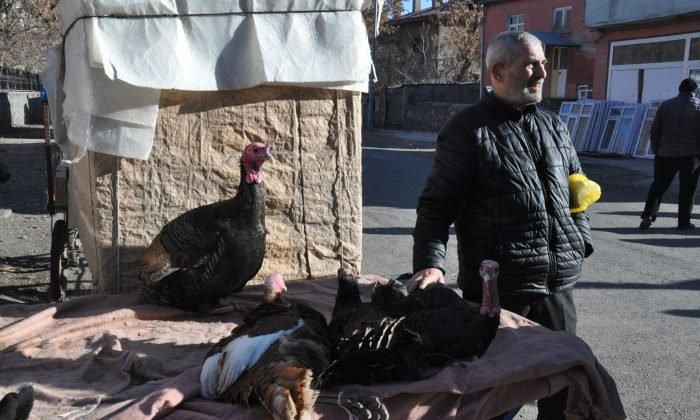 Kars’ta Yılbaşı Hindileri El Yakıyor