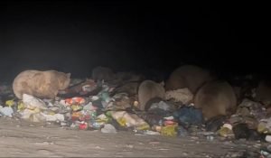 Sarıkamış'ta Boz Ayılar Kış Uykusunu Unuttu 2 AW795361 03