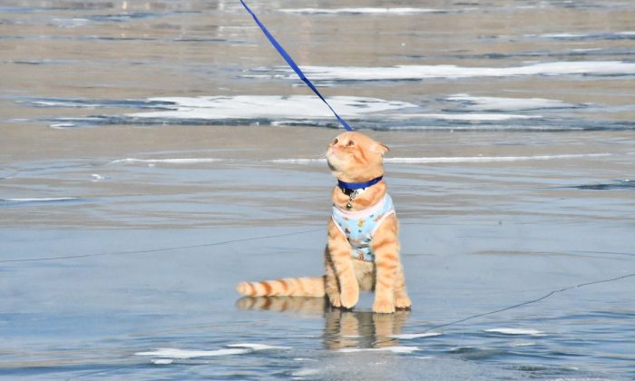 Yavru Kedi Tarçın, Çıldır Gölü’nün Maskotu Oldu
