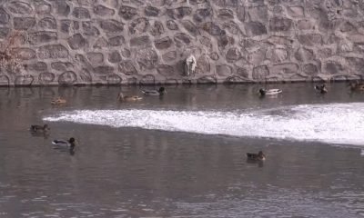 Yaban ördekleri Kars Çayı’nı mesken tuttu