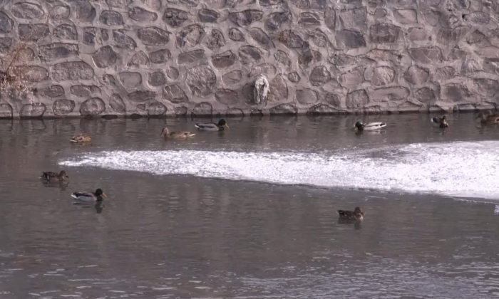 Yaban ördekleri Kars Çayı’nı mesken tuttu