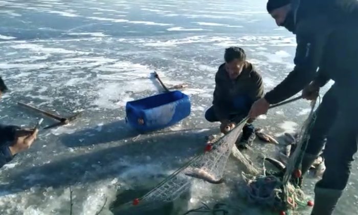 Kars’ta balıkçıların Eskimo usulü balık avı kamerada