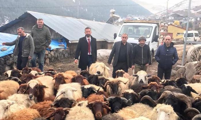 Ardahan’dan deprem bölgesine saman, yem ve 79 adet küçükbaş hayvan gönderildi