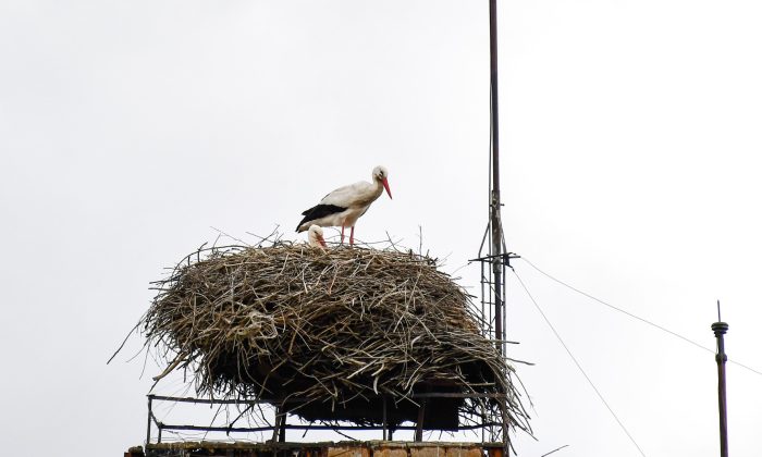 ‘Baharın müjdecisi’ leylekler Ardahan’a gelmeye başladı