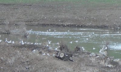 Kars’ta baraj gölü yaban kuşlarını ağırlıyor