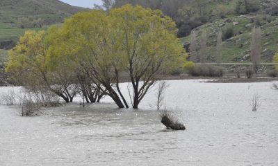 Kars’ta ağaçlar baraj suları altında kaldı