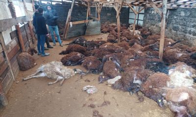Kars Digor’da Kurt Saldırısı | 200 Koyun Telef Oldu